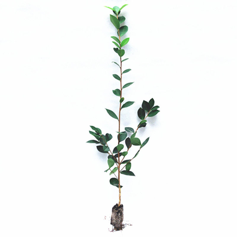 油茶苗高产嫁接油茶树苗茶油苗白花山茶油苗江西长林系列湘林系列