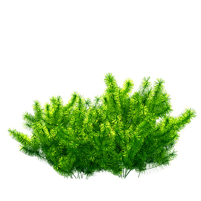 莫斯水草水培散装网片大三角