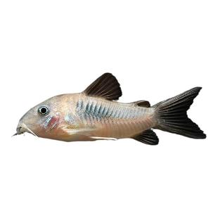 咖啡鼠鱼水草缸底栖鱼清理饲料残渣花鼠小白鼠鱼翻底沙热带鱼活体