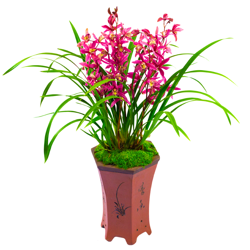 【赤焰】兰花苗建兰四季兰名贵盆栽花卉植物浓香型兰草国兰带花苞