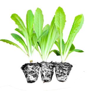 油麦菜苗秧苗麦香味油麦菜广东小叶圆叶香甜生菜苗水培秋冬蔬菜苗