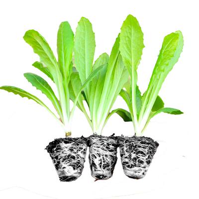 油麦菜苗秧苗麦香味阳台盆栽庭院