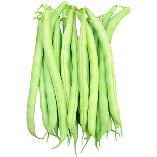 地豆角种子四季豆芸豆扁豆籽农家无架矮生盆栽豇豆春季四季蔬菜孑