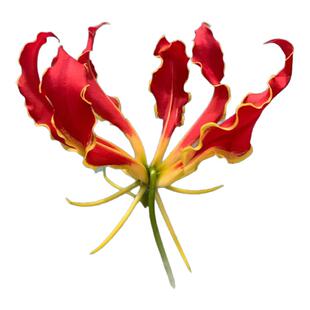 嘉兰百合鲜花花束云南直发家用鲜切花室内水养百合花水培同城速递