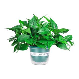 新房绿萝盆栽室内客厅绿植花卉家用净化空气长藤绿箩植物室内吊兰