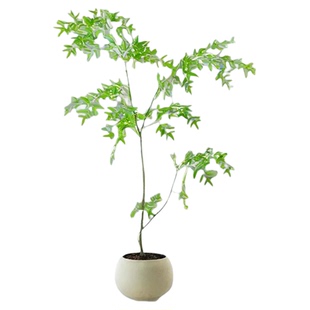 南天竹仿真绿植高端轻奢假树高级仿生客厅室内高档装饰直播间摆件