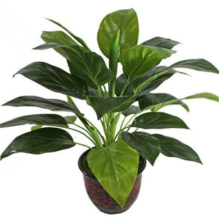 仿真植物绿植滴水观音红掌假树花草绿色环保/大客厅办公室酒店家
