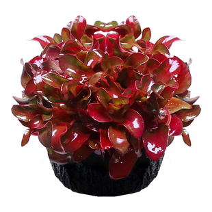 水草鱼缸专用造景摆件莫斯植物爬地矮珍珠日本趴地增氧高珍珠水草