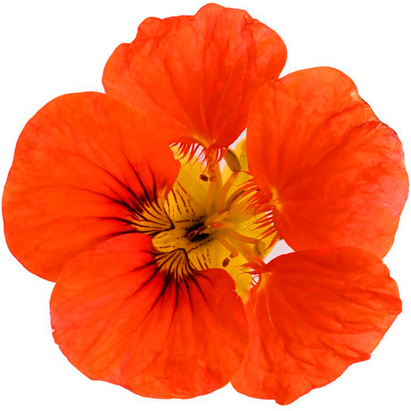 旱金莲种子也叫旱莲花、荷叶七Tropaeolum majus L.5