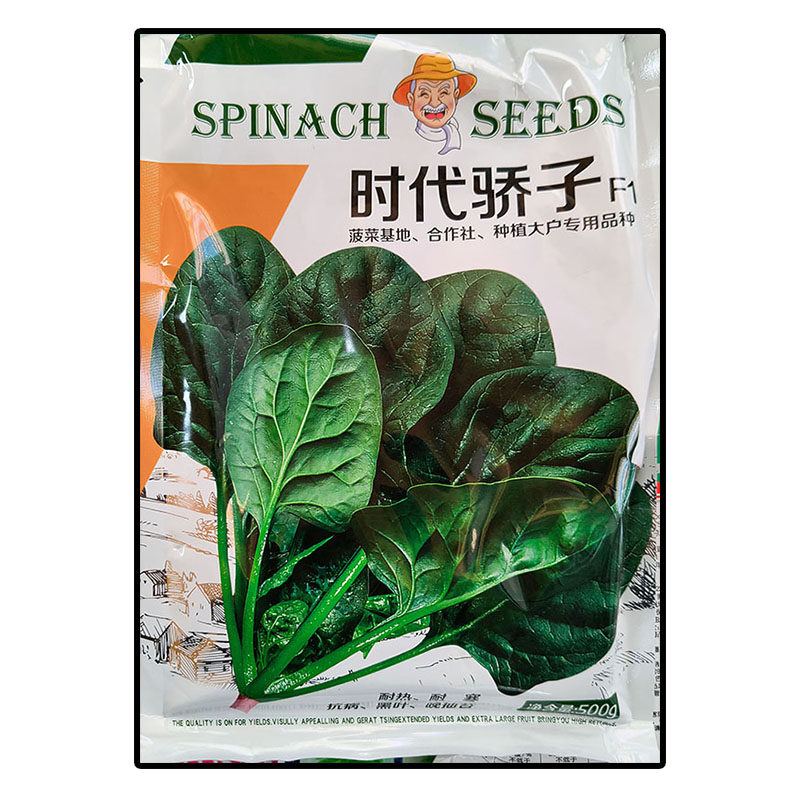 时代骄子菠菜蔬菜种子孑无刺甜菜