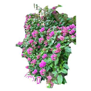 三角梅爬藤四季花植物阳台盆栽带花耐寒蔷薇花苗冬季不怕冷花卉