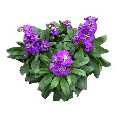 紫罗兰草本庭院阳台秋冬花期长