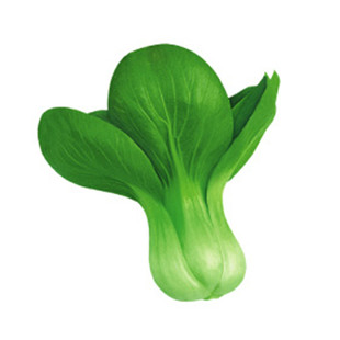 四季青梗菜种子秋冬季种植青帮油菜种籽上海青菜籽盆栽蔬菜种孑籽