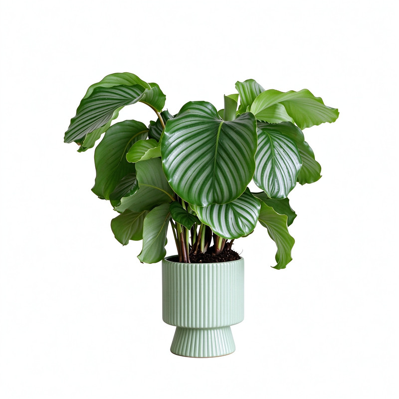 好养绿植青苹果竹芋植物室内盆栽