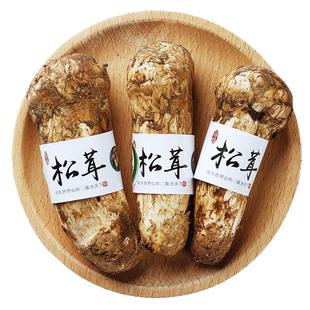 2026香格里拉新鲜松茸纯野生菌菇精品未开伞礼盒【多地-次日达】