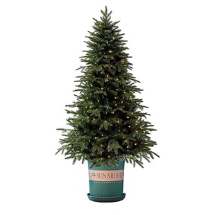 圣诞树真树云杉树室内圣诞树客厅大型绿植落地高级感装饰礼物送礼