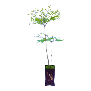 南天竹盆景盆栽植物客厅庭院室内外老桩好养花卉绿植四季常青盆景