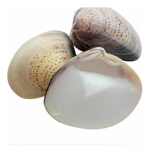 老上海手牌蛤蜊油老式防干裂大贝壳油歪歪油嘎啦哈利滋润手足裂口