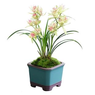 【富山奇蝶】兰花苗浓香建兰窗台盆栽带花苞国兰四季兰名贵绿植