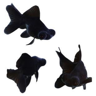 龙睛金鱼黑红黑墨龙金鱼水族鱼苗商品鱼大眼睛出目龙金鱼鱼苗活体