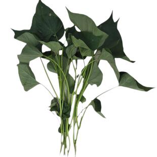 临安天目山小香薯苗红薯藤蔬菜秧苗种植地瓜板栗番薯红苕山芋