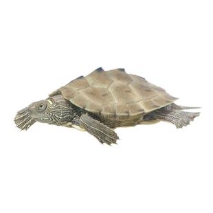 密西西比地图乌龟小乌龟活物深水龟黑瘤地图宠物龟鱼缸活体观赏龟