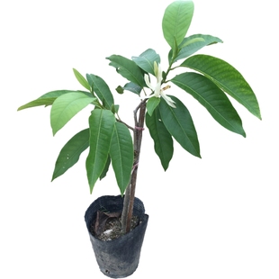 白玉兰花树苗盆栽浓香四季常青白兰花苗绿植物黄角兰木兰辛夷花卉