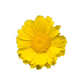 委陵菜种子 蛤蟆草 多年生耐阴地被花卉 耐寒四季易种活庭院草花