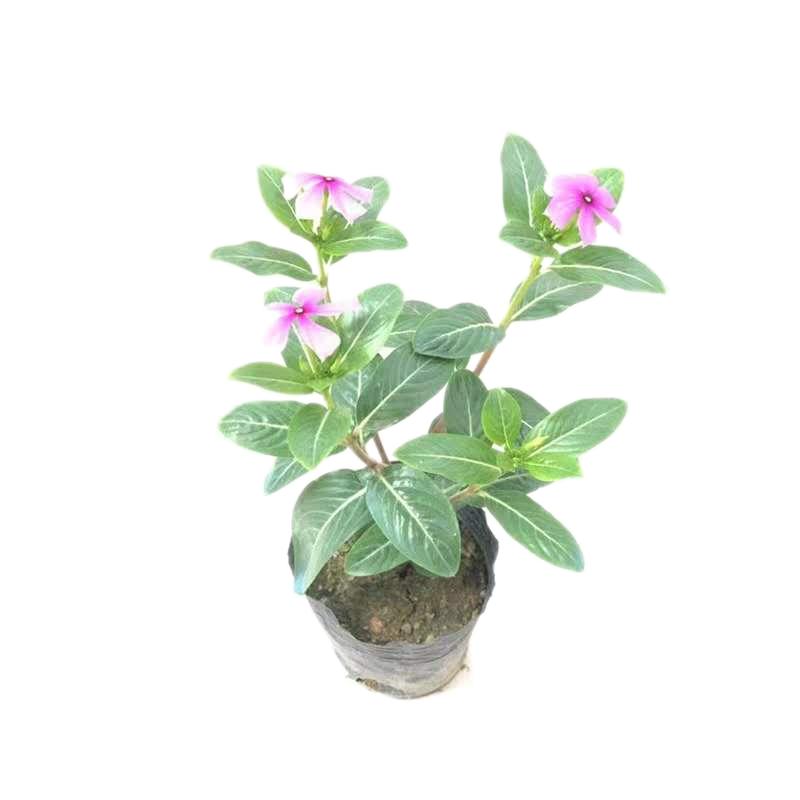 长春花盆栽 五叶梅花苗 四季梅日日春盆栽绿植四季带花发货包邮