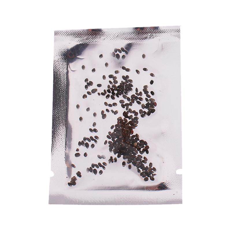 猫薄荷草种300樟脑盆栽荆芥
