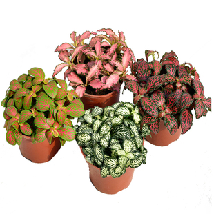 网纹草罗汉松小盆栽组盆微景观生态瓶造景雨l林缸彩叶迷你植物