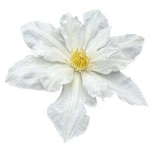 伊萨哥铁线莲花苗盆栽爬藤花藤本皇后半重瓣大花丰花无刺攀援植物