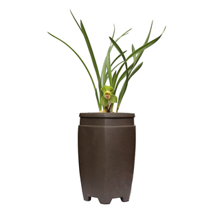 春兰蕙兰建兰寒兰春剑墨兰莲瓣兰秋芝送春绿秋榜 直播间链接