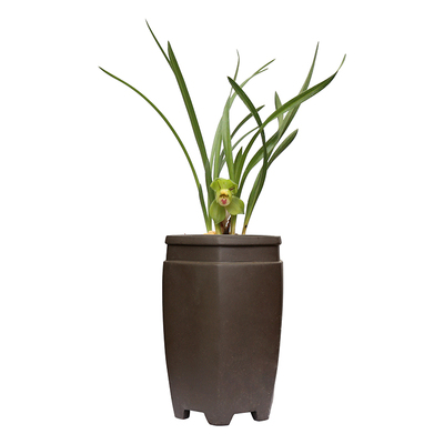 直播专拍链接春剑兰花苗青轩兰场