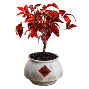 【喜庆年宵花】火焰南天竹盆栽办公室内桌面植物寓意好耐寒绿植