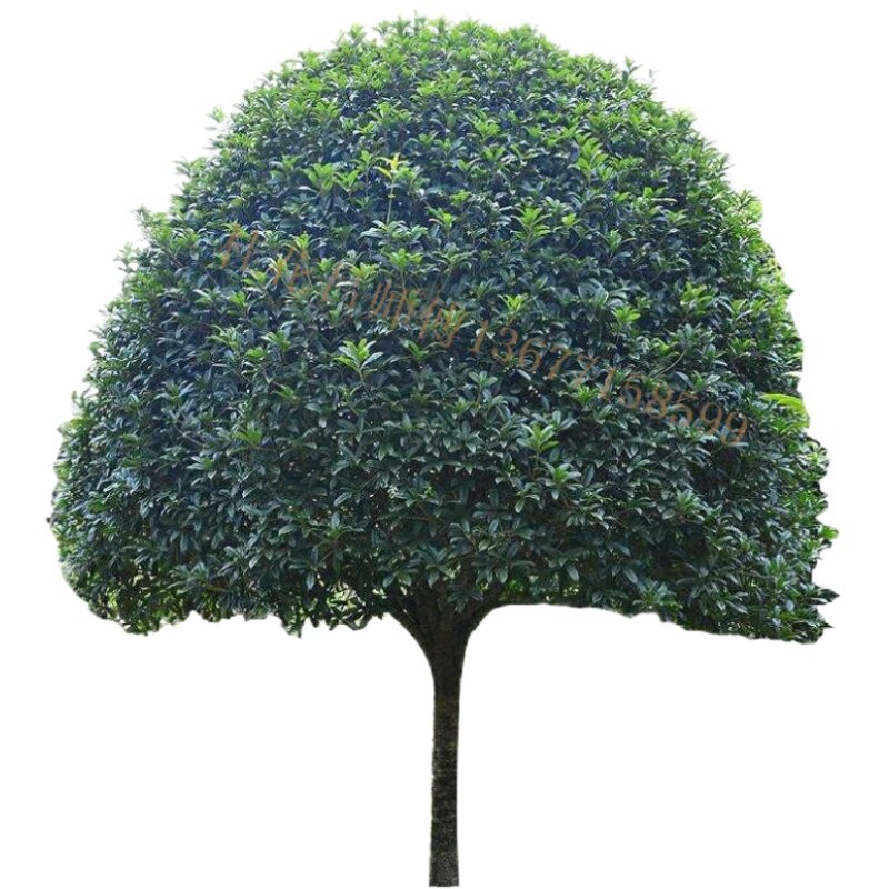 四季常青桂花树桂花树苗