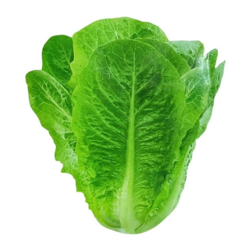 【当季新种】孔雀菜不生虫不打药生吃脆甜高营养四季播生菜沙拉菜
