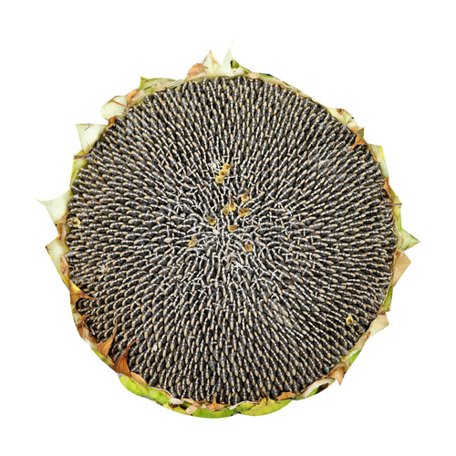 新鲜葵花籽/葵瓜子