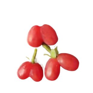 爱心果盆景郁香忍冬杈杷果树苗相思果爱情果苦糖果盆栽地栽果树苗