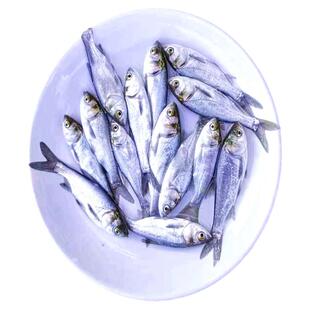 白鲢鱼苗鲢鱼苗跳鲢子水鲢鲢子四大家鱼净化水质活体淡水养殖鱼苗