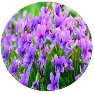 紫花地丁种籽中药材紫花地丁花种子四季种植盆栽药用苦地丁种孑