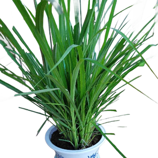 新鲜香茅草苗柠檬草盆栽可食用香草种子驱蚊植物室内客厅阳台绿植