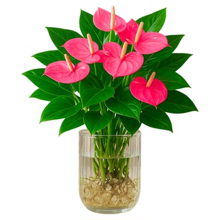 粉掌水培植物室内好养桌面办公室旺宅绿植盆栽高级感客厅玄关摆件