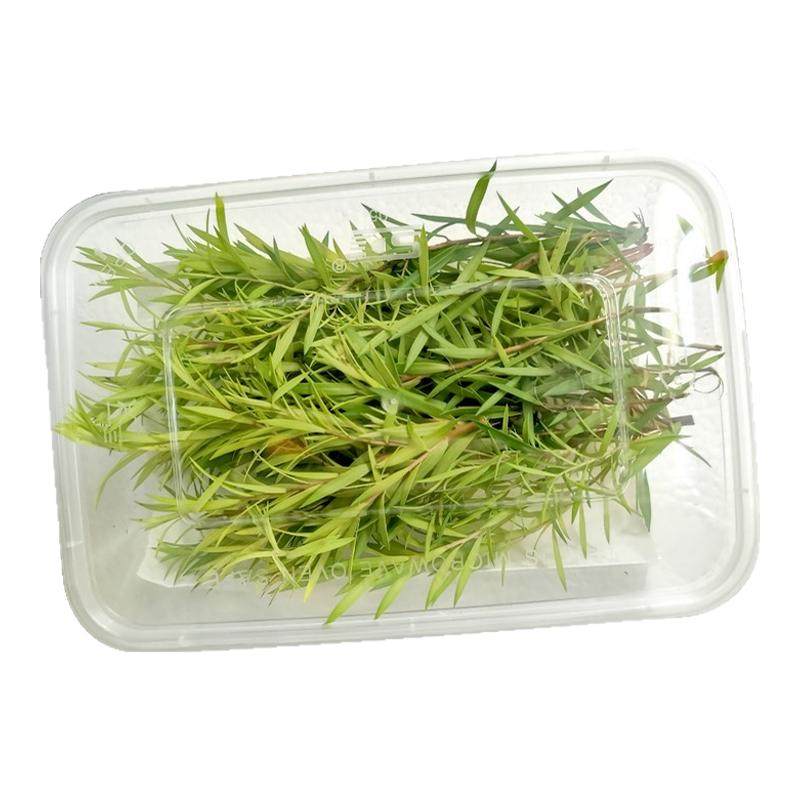 新鲜黄金柳芽黄松10盒摆盘装饰
