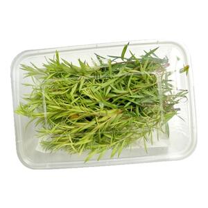 新鲜黄金柳芽黄松10盒摆盘装饰