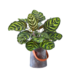 孔雀竹芋水培植物青苹果室内懒人绿植四季常青办公室盆栽净化空气