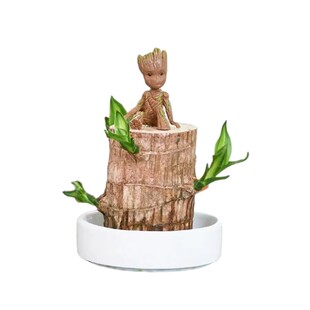 水培植物巴西木盆栽幸运木开花格鲁特小树人花卉植物室内绿植好养