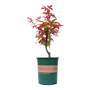 中国红枫树苗庭院大型耐寒风景树三季红枫盆栽小苗日本丛生红舞姬