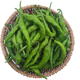 湖南本地大青辣椒新鲜嫩现摘现发农家自种微辣软皱薄皮土青椒炒肉