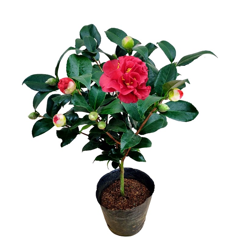 克瑞墨大牡丹带香味山茶花盆栽四季室内绿植阳台花卉庭院大型精选